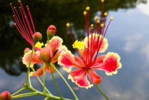 黄金兰的花语与寓意（解读黄金兰的美丽神秘）