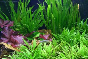 九冠草的养护与种植（种植九冠草的好处和养护要点）