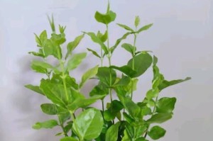 盆景茉莉的养植技巧（打造美丽盆景茉莉，关键在于养植和管理）