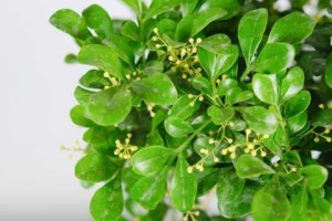 米兰花到底有没有香味？（真相大揭秘！探究米兰花的芬芳）