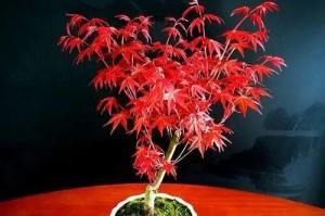 盆栽红枫，打造居家美景（红枫盆栽技巧，从入门到精通）