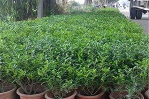 清香胡椒木的养殖方法及注意事项（打造清新宜人的胡椒香园）