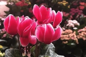 探秘以仙客来花颜色不正的奥秘（揭开以仙客来花颜色变异的原因及影响）