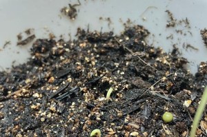 培育出美丽盛开的波斯菊花（以波斯菊怎么养能开花）
