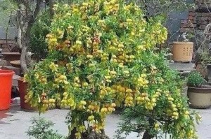 金雀盆景养护指南（学会如何养护这种美丽的植物）