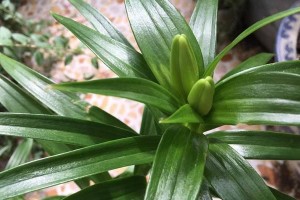 如何选择适合百合花生长的盆？（合适盆的尺寸、材料和颜色）