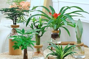 绿萝吊兰水培养护指南（让你的绿萝吊兰健康茁壮成长）