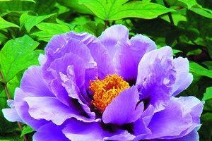 牡丹花之美（探秘七种不同颜色的牡丹花）
