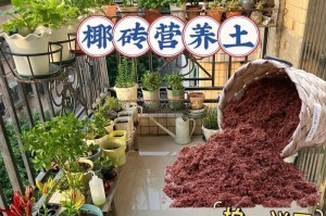 椰砖兰花种植的秘密（如何利用椰砖种出美丽的兰花？）