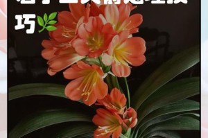 探寻君子兰花杆的生长之道（从栽培到保养，打造健壮的君子兰花杆）