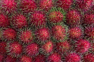 红毛丹成熟的时间和技巧（掌握红毛丹成熟的关键，享受最佳口感）