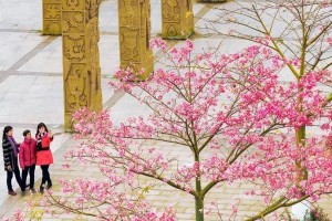 炮仗花的不开花之谜（探究炮仗花为何无法开花的原因及解决方法）