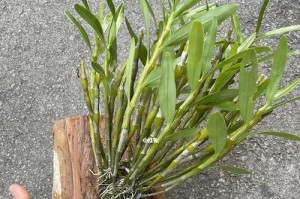 以石斛怎么栽养（详解石斛栽培技巧，助您成功种植美丽的石斛花）