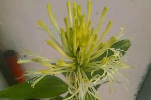 富贵竹会开花吗？（探究富贵竹开花的秘密与方法）
