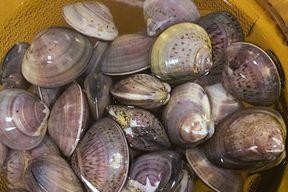 如何洗海鲜菇才能确保干净（海鲜菇洗涤指南，让你的菜肴更美味）