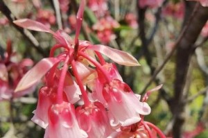 水养吊钟花的正确方法（吊钟花成长需要的条件和细节）