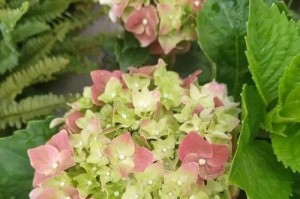 如何在家中种植绣球花（掌握关键方法，成就美丽花园）