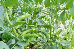 山东蚕豆种植技巧详解（蚕豆种植的最佳时间及注意事项）