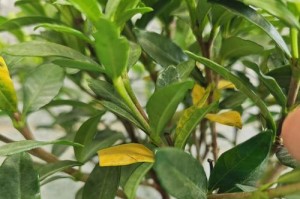 桅子花黄叶的原因及处理方法（探究桅子花黄叶的成因，提供有效的处理方法）