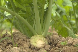 大头菜种植的时间和方法（科学栽培管理技巧让大头菜更肥美）