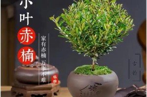 走近赤楠木，打造崭新的家居绿化生态（如何培养赤楠木，让它成为您家中的佳品？）
