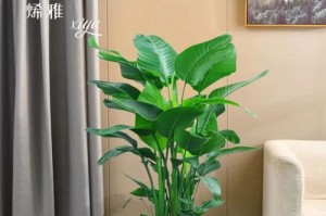鹤望兰（鹤望兰能否吸收甲醛？）