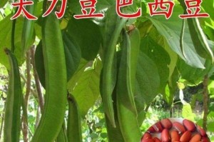 如何留种子收割丰硕的刀豆（刀豆种子留取，轻松实现自我种植）