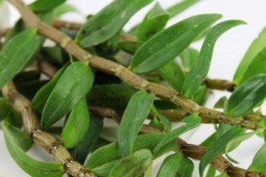 石斛——一种神奇的草药植物（石斛的起源和药用价值）