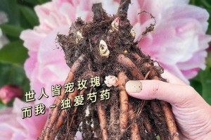 芍药花是否可以食用？（探究芍药花的营养价值、适宜人群以及注意事项）