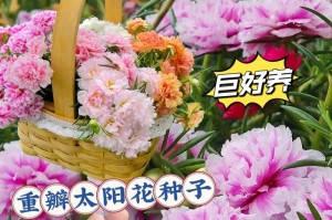 非洲菊种植攻略（掌握最佳播种时间，让非洲菊盛开绚丽）