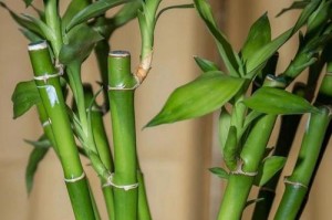 探究富贵竹的象征意义（繁荣昌盛、财源广进——富贵竹的美好寓意）