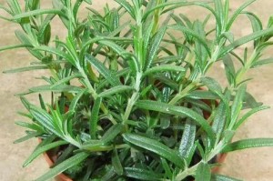 迷迭香花的修剪技巧（打造健康繁茂的迷迭香花园）