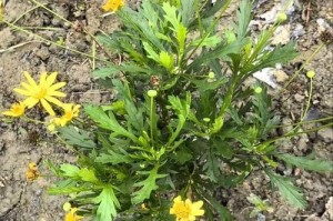 菊花的冬季养护秘籍（了解菊花的冬季养护方法，让它在寒冷的季节中保持美丽绽放）