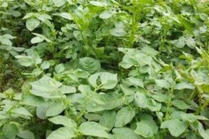洋芋生长期多长时间？（探究洋芋生长周期的秘密。）