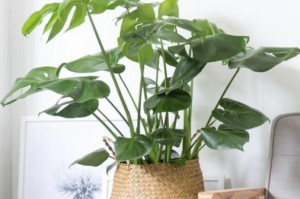 喜阳花卉大全（探究喜阳花卉，让你家更美丽）