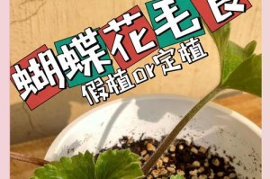 如何保存花毛茛种球？（学会正确保存，让您的花毛茛得到更好的生长）