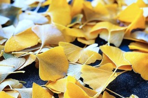 银杏树的简介