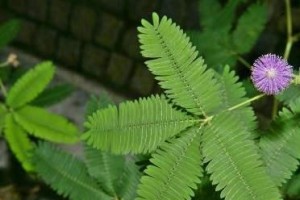 含羞草：神奇的“羞羞小草”