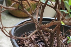 杜鹃花换盆的最佳时间（为什么要换盆？什么时候换盆？换盆的步骤及注意事项等问题解答）