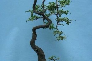 金弹子盆景配土方法详解（以土壤为主要考虑因素，为您打造优质盆景）