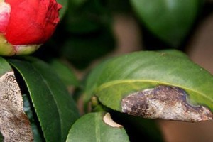 茶花为什么夏季掉叶？（探究茶花叶子脱落的原因与解决方法）