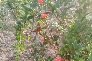 石榴树剪枝全攻略（掌握剪枝时间和方法，让石榴树茁壮成长）