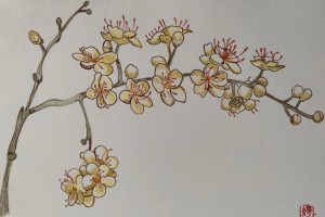 珍珠梅的家养技巧（养护技巧、繁殖方法与疾病防治）