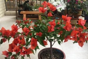 三角梅的花期长短及影响因素（探究三角梅开花时间，如何影响花期的长短？）