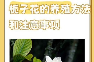 桅子花修剪技巧——打造健康繁花的秘密（从修剪枝开始，解锁桅子花的潜力）