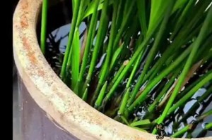 如何轻松养活水竹——从选择到细心护理，让您的水竹茁壮成长（水竹养护的窍门，一步步教您成为绿植专家）