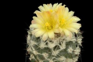 揭秘仙人掌是花还是什么植物类别（探究仙人掌的生态特征和生理结构）