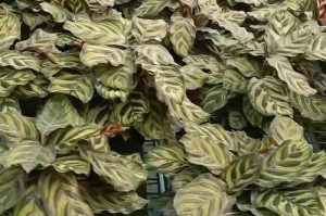 孔雀竹芋的水培方法与注意事项（打造美丽家居的绿植选择，学习孔雀竹芋的水培技巧）