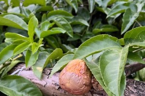 百香果熟透了能不能吃？（了解百香果的成熟程度和食用方法）