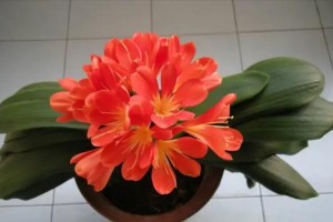 君子兰开花有毒吗？如何室内养护？（了解君子兰的毒性，让你更安心养护！）